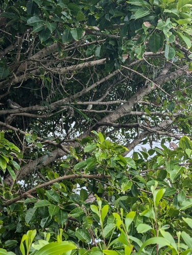 Foto de Gameleira-branca