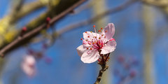 Prunus