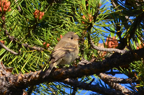 iNaturalist observation photo of Dusky Flycatcher