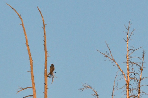 iNaturalist observation photo of American Goshawk