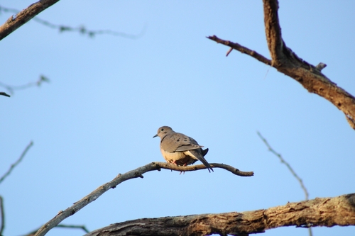 Mourning Dove photographed in Hawaii
