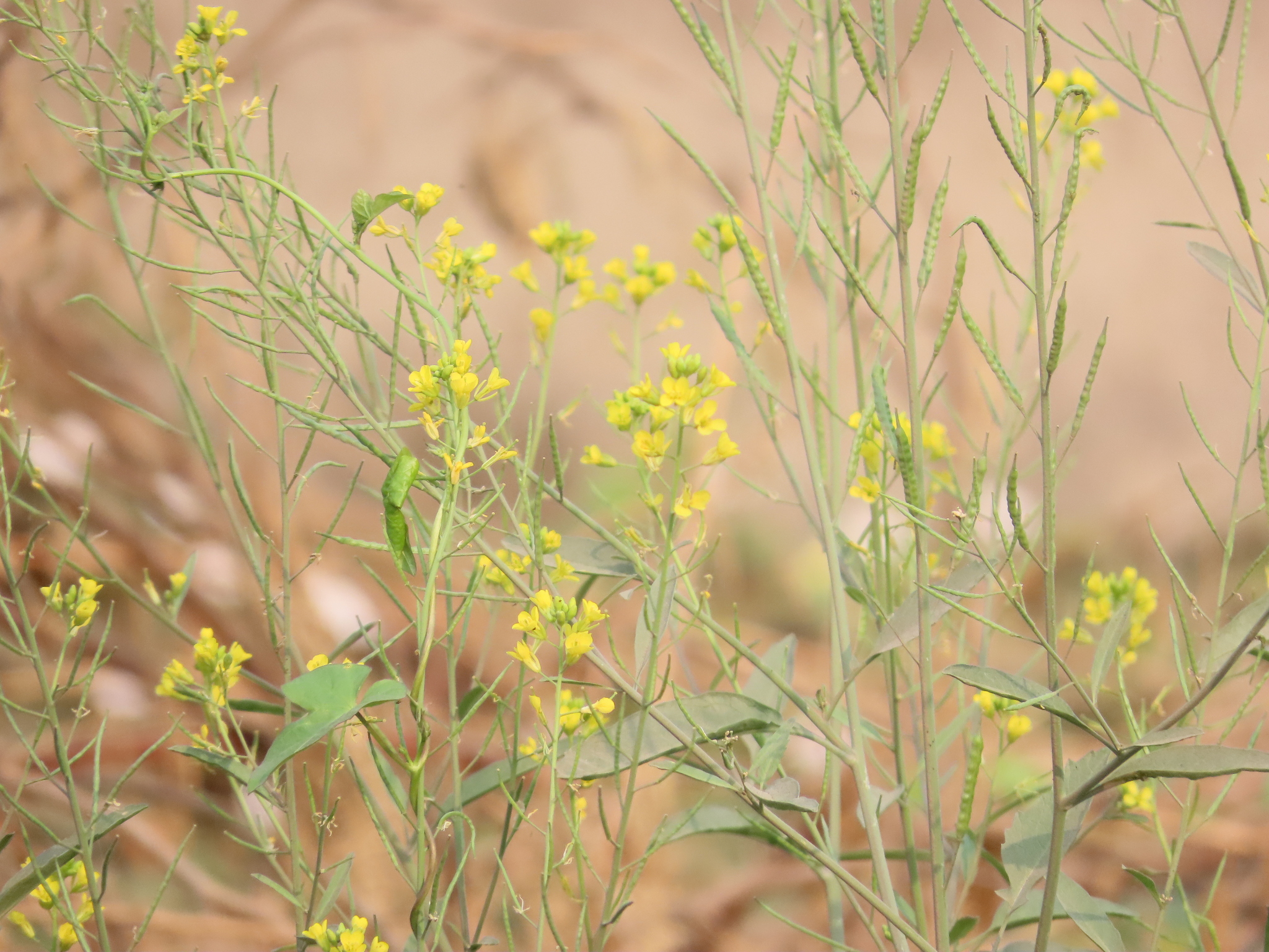 Imagem de Canola