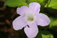 Ruellia intermedia