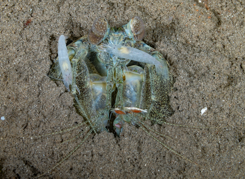 Tiger Mantis Shrimp