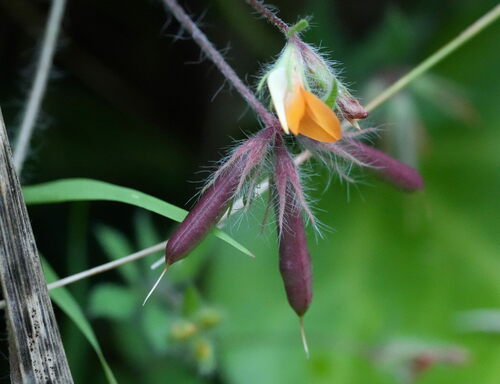 Lotus subbiflorus
