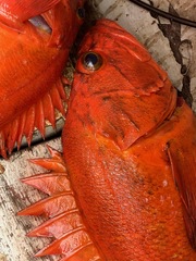 Sebastes ruberrimus
