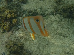 Chelmon rostratus