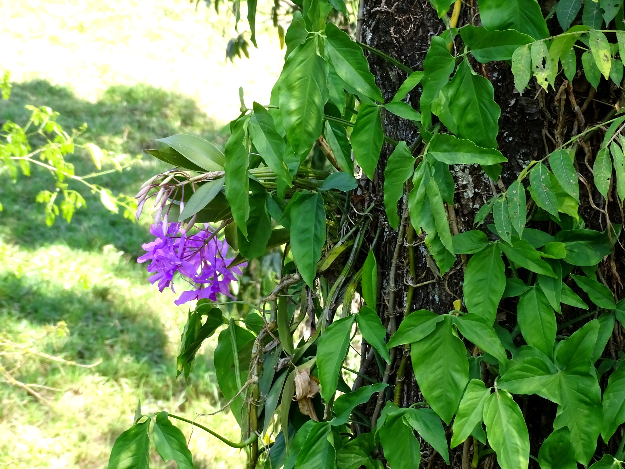 Imagem de Orquídea chocolate