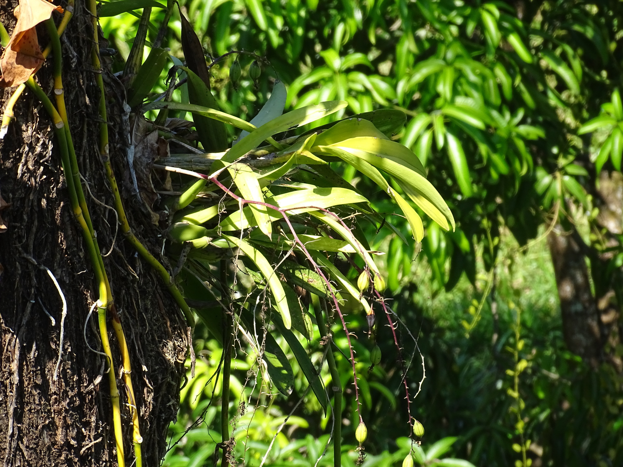 Imagem de Orquídea-bambu