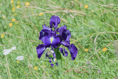 Iris latifolia