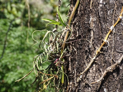 Image of Tillandsia caput by (c) Alexis López Hernández, some rights reserved (CC BY)