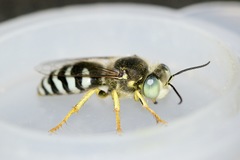 Bembix americana spinolae