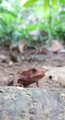 Rhinella hoogmoedi