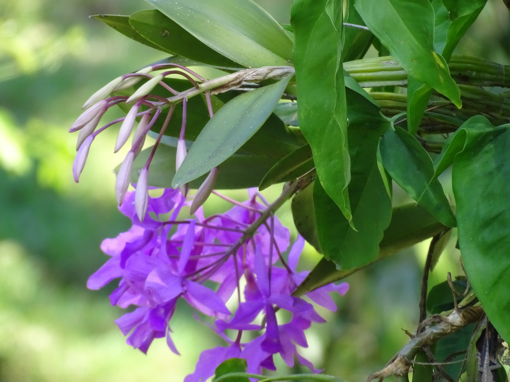 Imagem de Orquídea chocolate