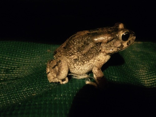 Subdesert Toad, Sclerophrys xeros