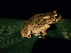 Subdesert Toad