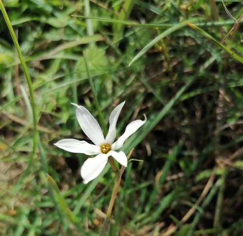 Image of Narcissus deficiens by (c) tetyanakuchma, some rights reserved (CC BY)