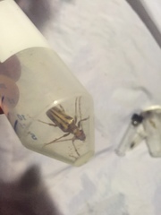 Ortholeptura valida