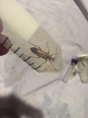 Ortholeptura valida
