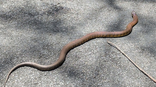 Tiger Snakes sighting