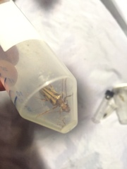 Ortholeptura valida