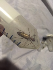 Ortholeptura valida