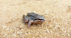 Duas Barras White-Lipped Frog photo 4
