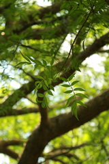 Bursera lancifolia