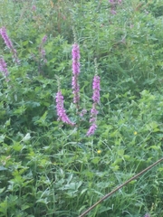 Lythrum salicaria