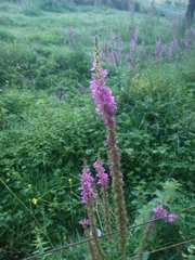 Lythrum salicaria