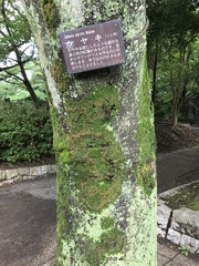 Zelkova serrata