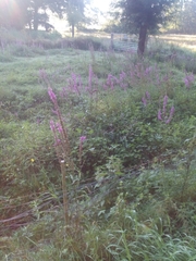 Lythrum salicaria