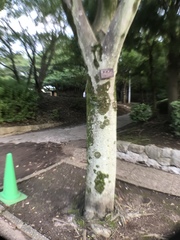 Zelkova serrata