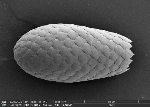 Filosa Fil Subphylum Filosa · iNaturalist