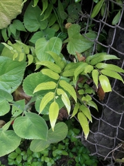 Phanerophlebia