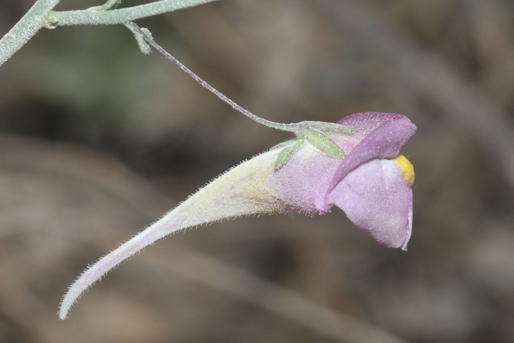 Nanorrhinum roseiflorum
