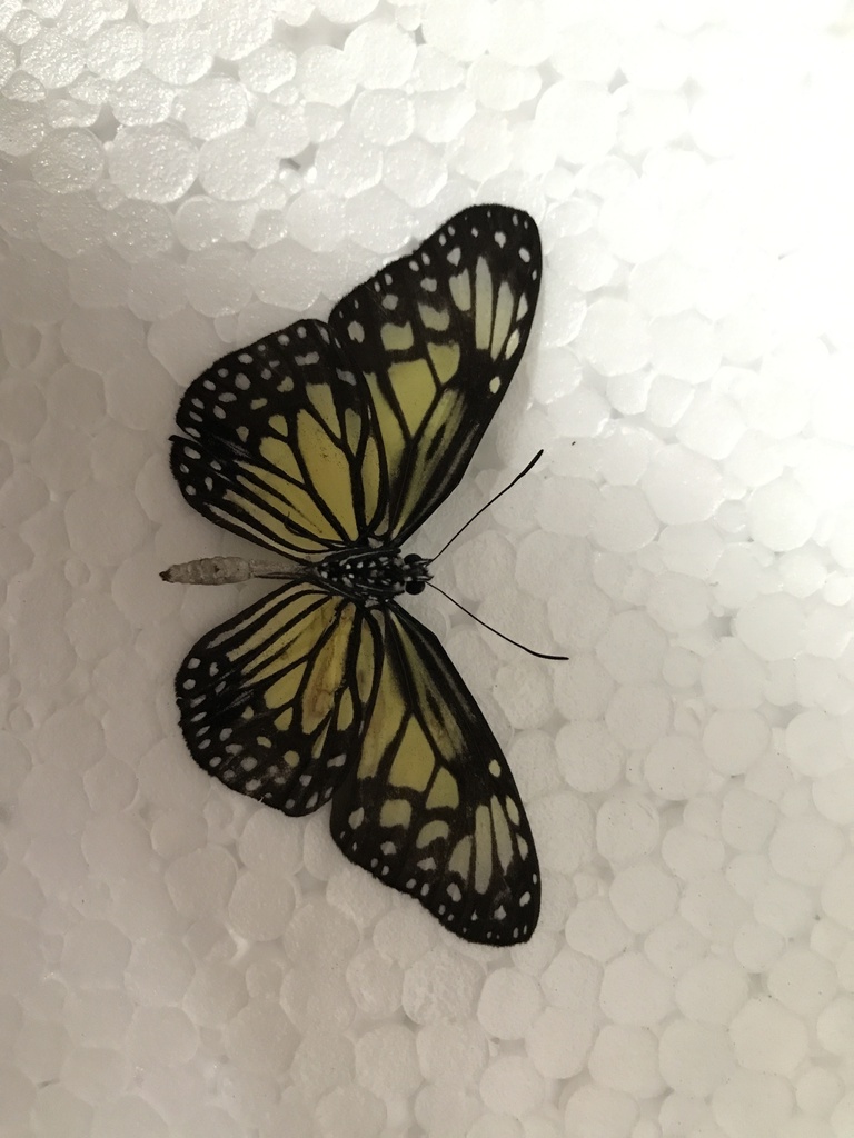 Parantica aspasia (Parantica aspasia)