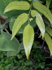 Phanerophlebia