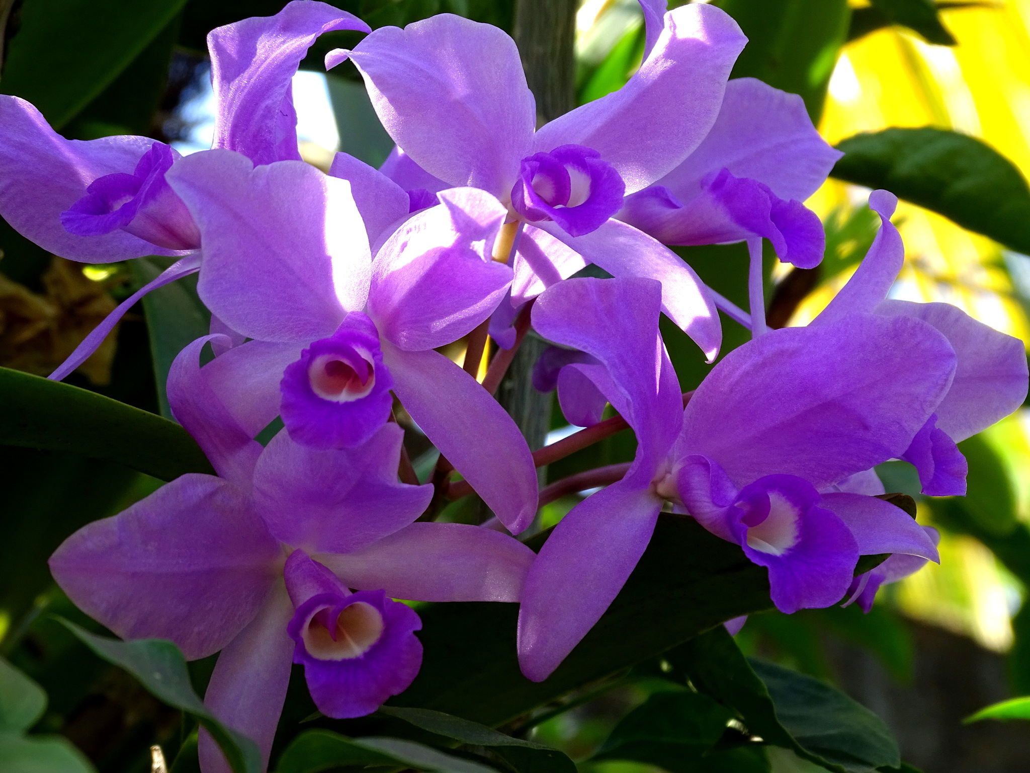 Imagem de Orquídea chocolate