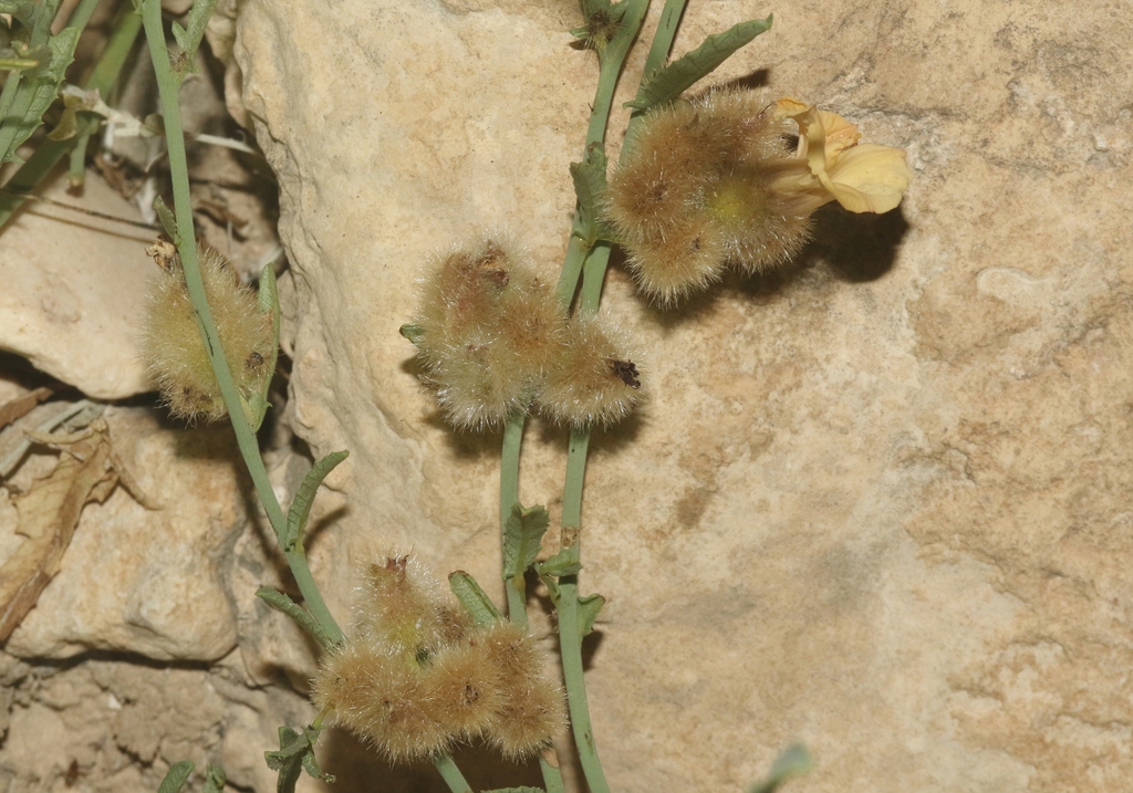 Distimake somalensis