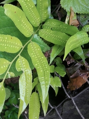 Phanerophlebia