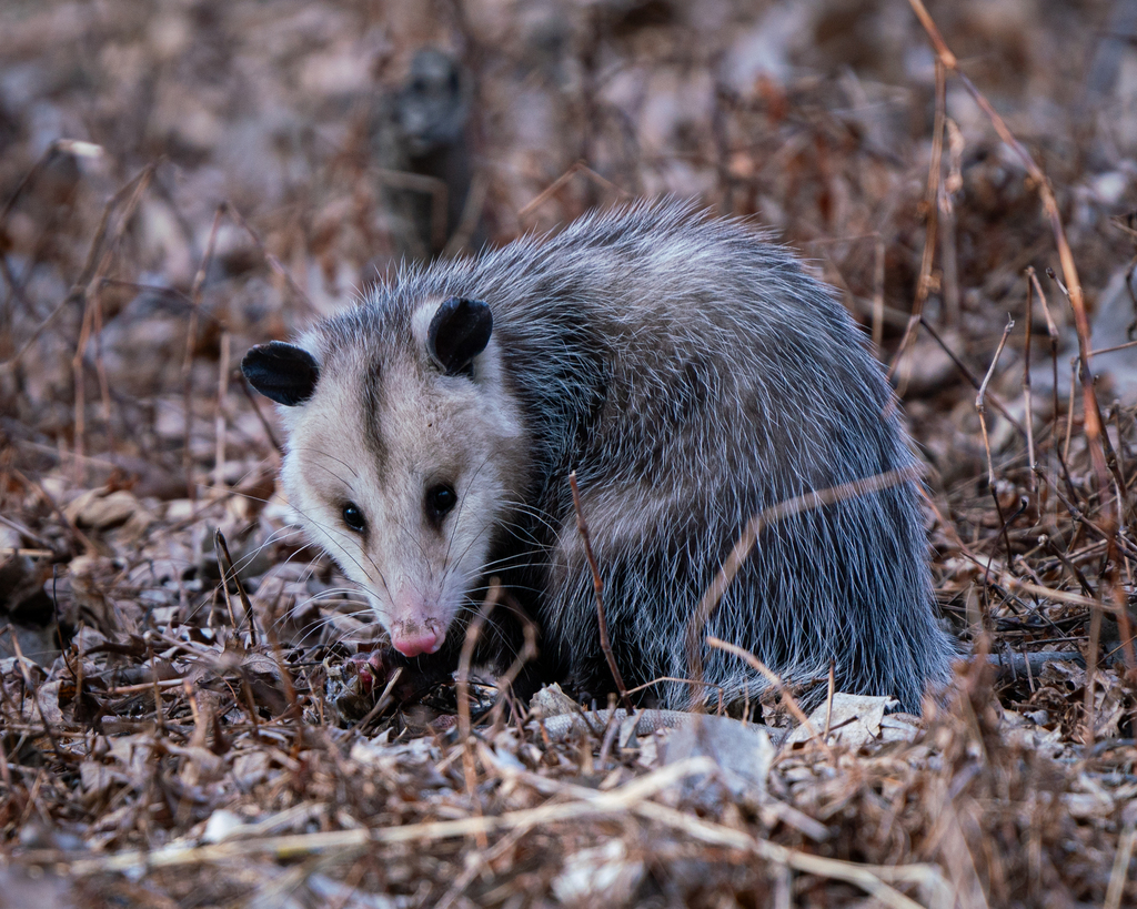 Eastern Virginia Opossum