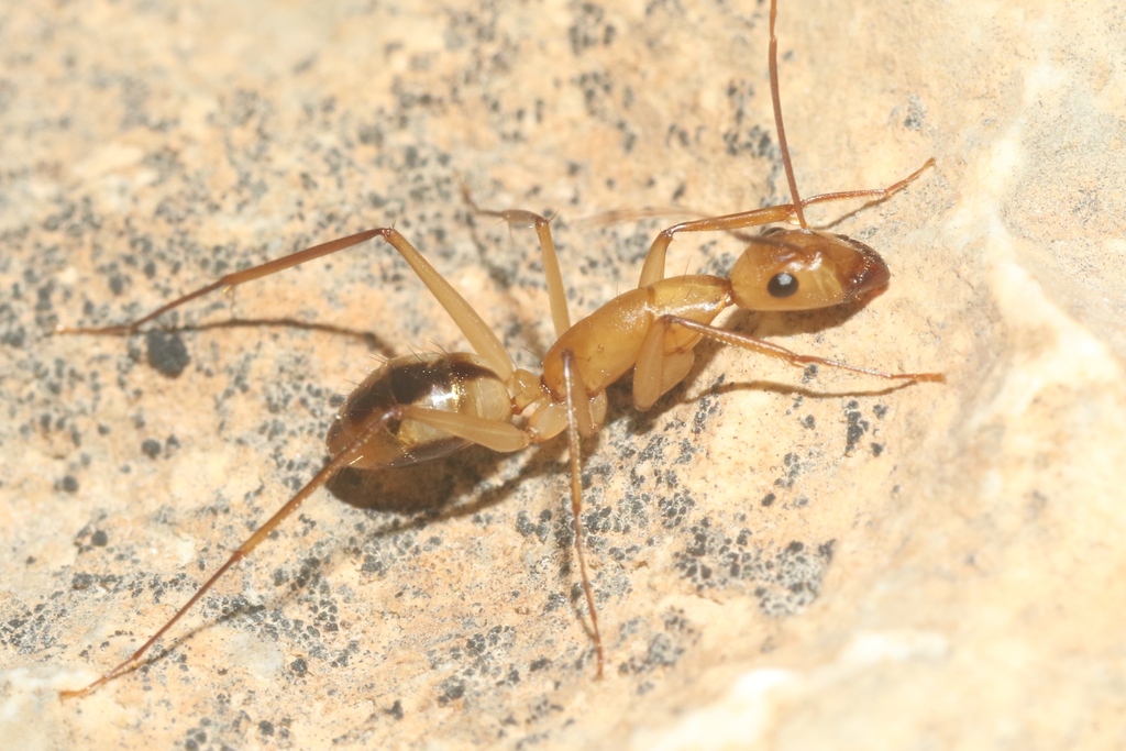 Egyptian Carpenter Ant