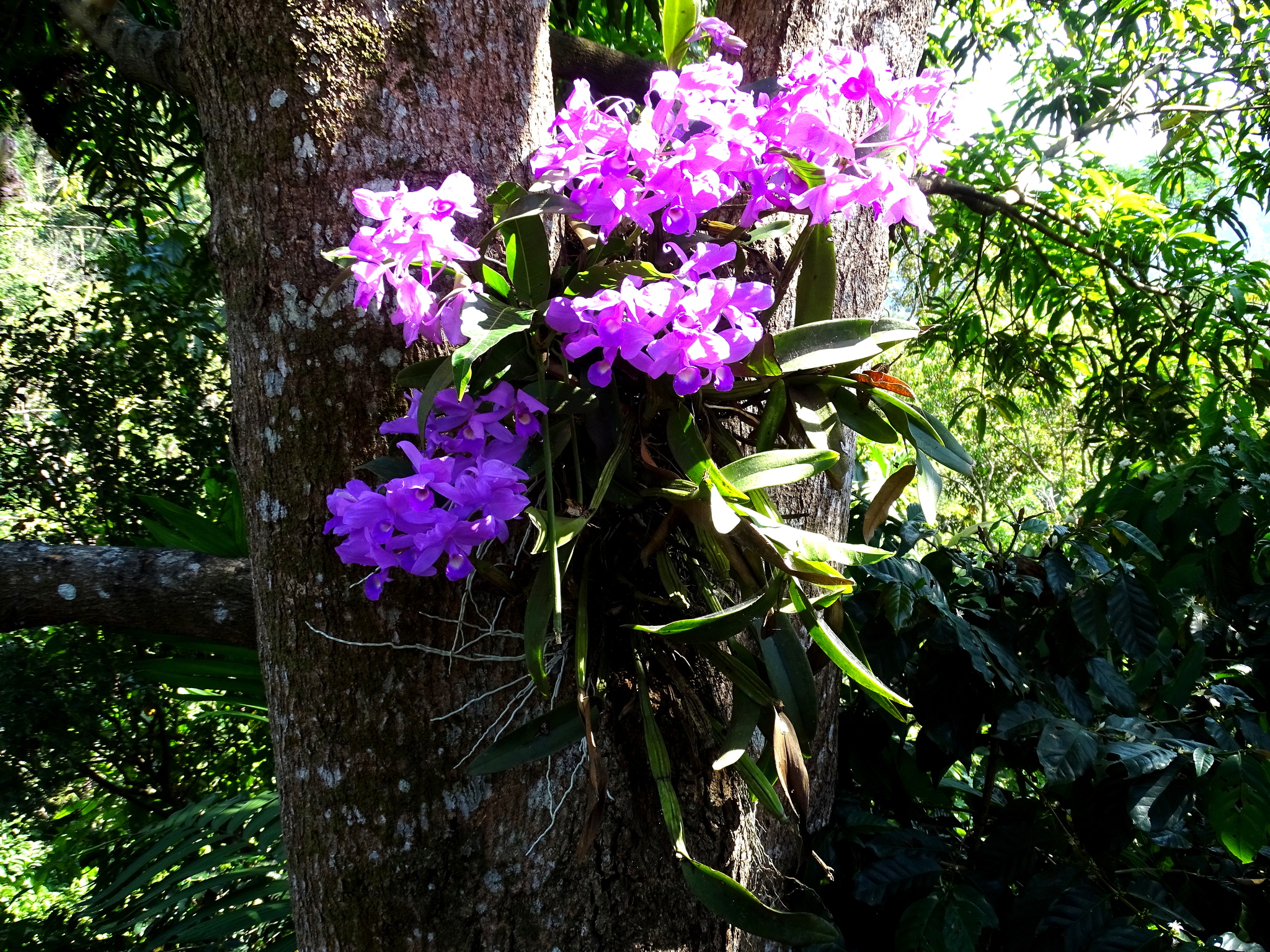 Imagem de Orquídea chocolate