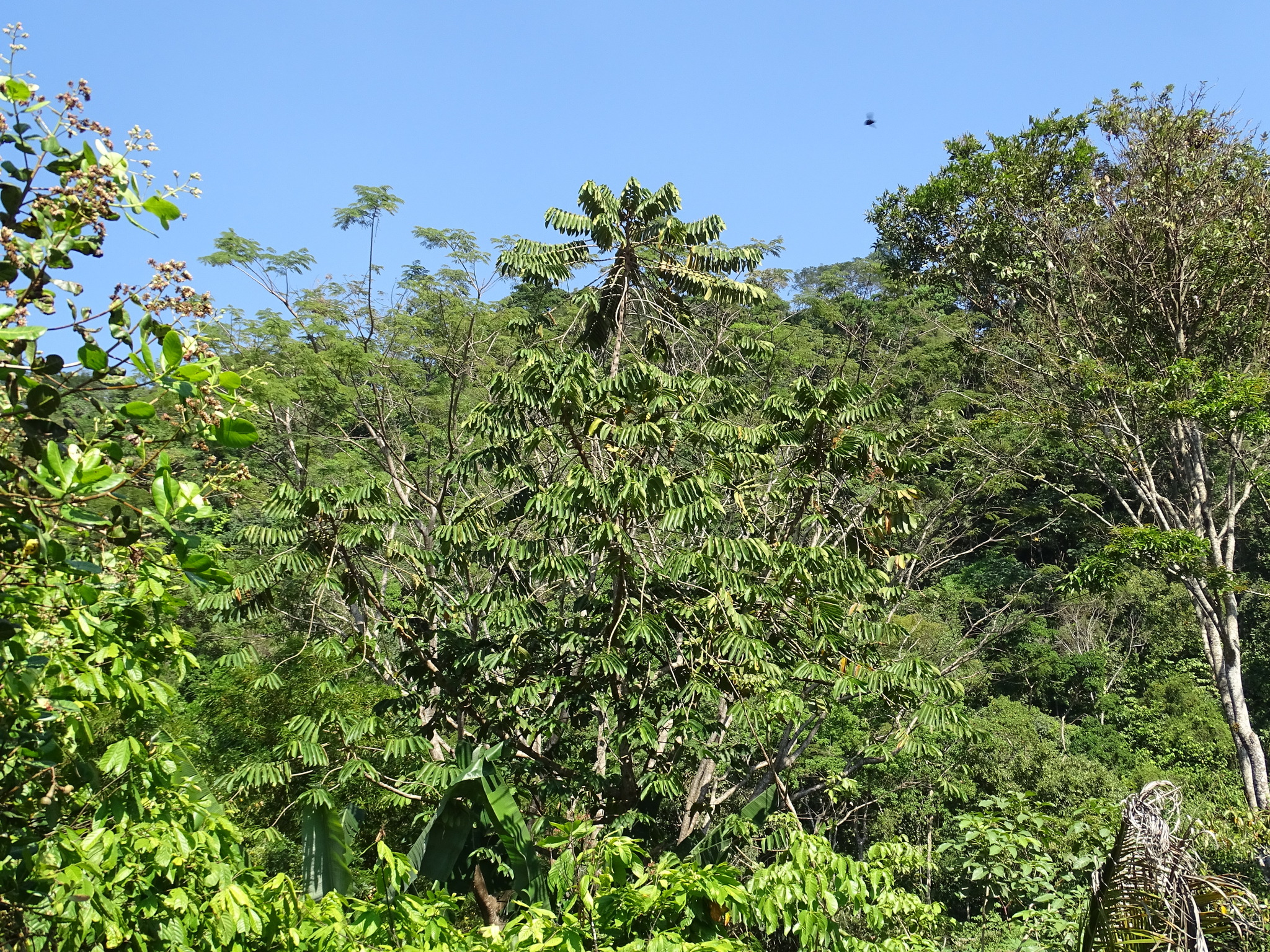 Imagem de Caucho
