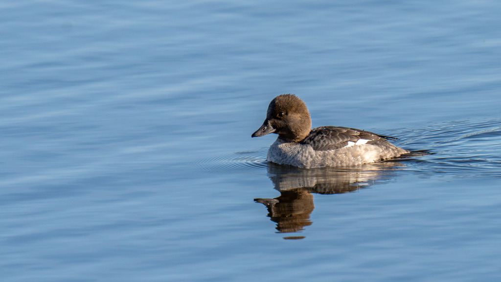 Bufflehead × Common Goldeneye