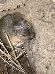 Thomomys