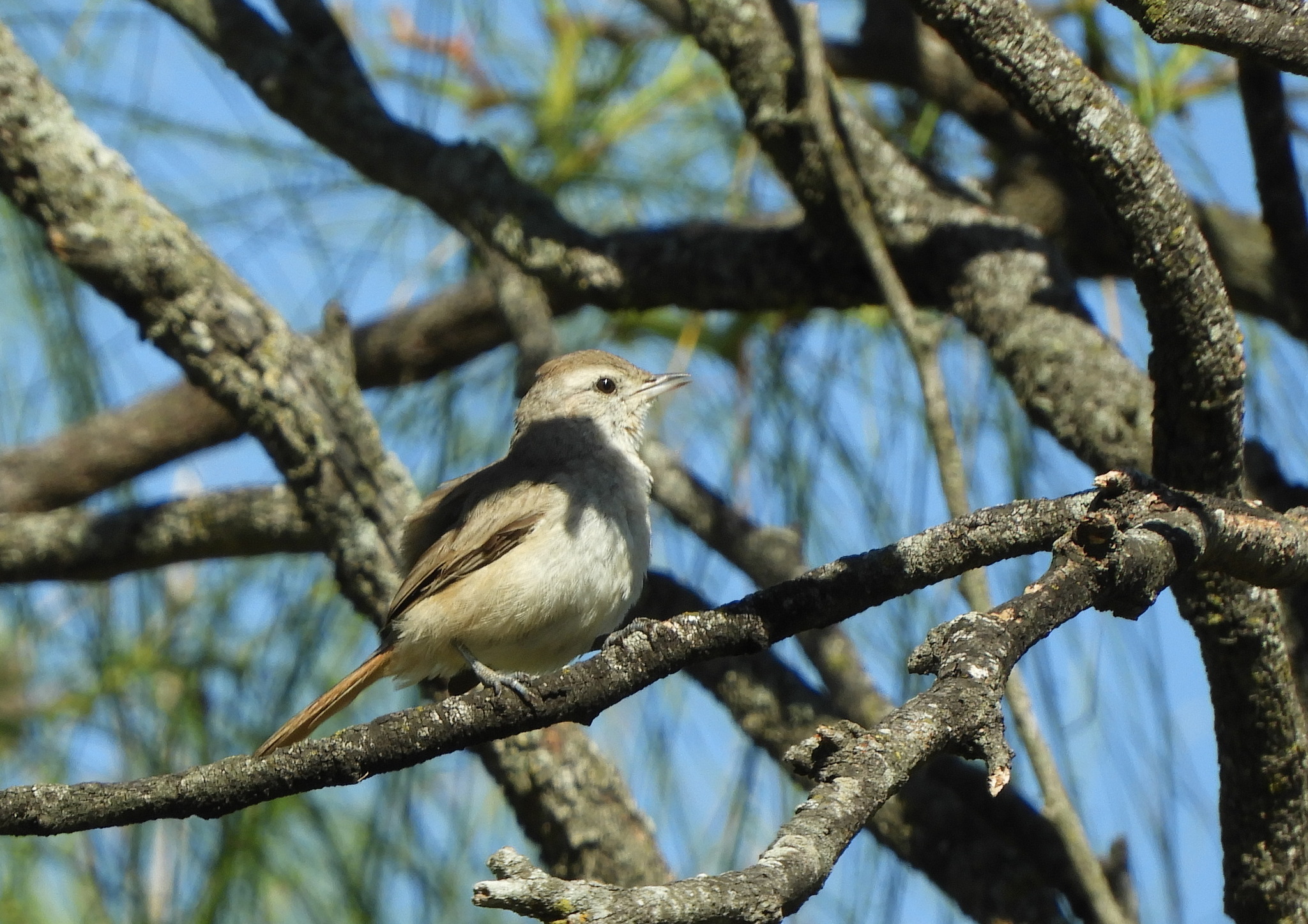Short-billed Canastero (Asthenes baeri), photo 7
