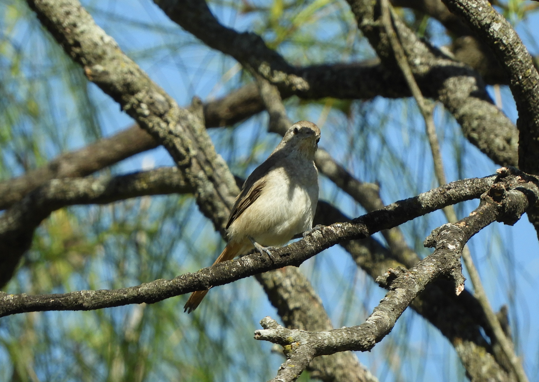 Short-billed Canastero (Asthenes baeri), photo 8