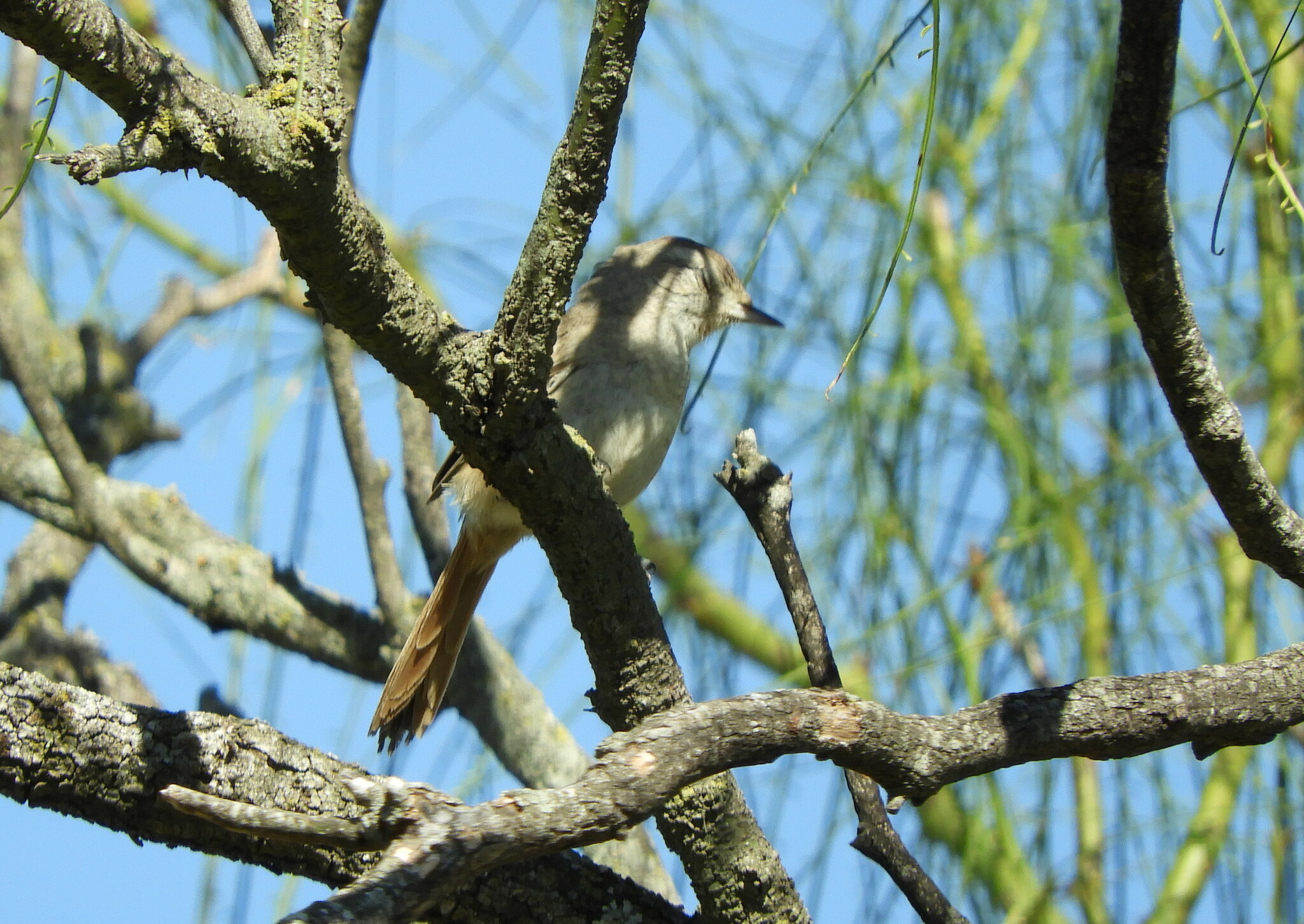 Short-billed Canastero (Asthenes baeri), photo 9